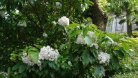 「アメリカしゃくなげが咲きました」（Mountain Laurel in Gora Hanaougi）