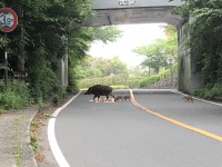 「猪の家族」（Boar Family walk around near GoraHanaougi）