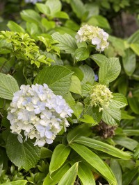 花扇の紫陽花