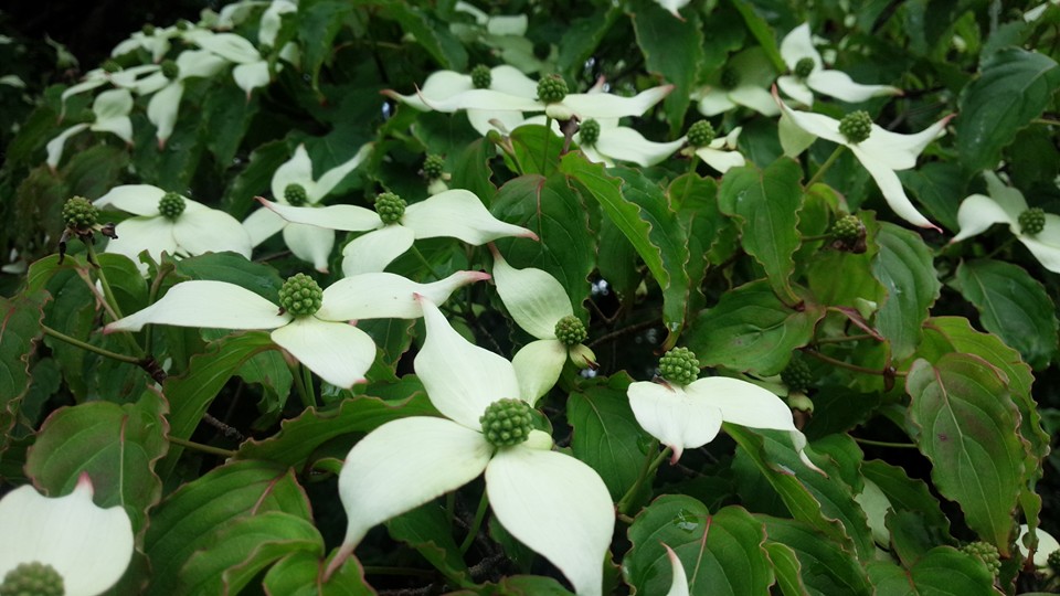 箱根特有の植物『山法師』