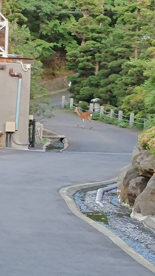 【駐車場への訪問者】