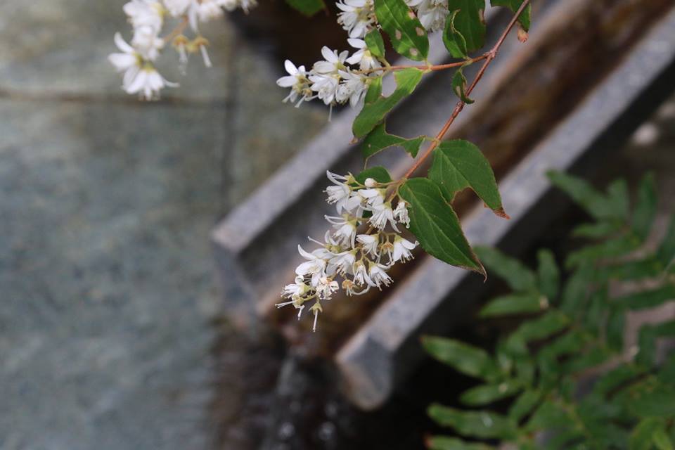 【大浴場のお花さん】