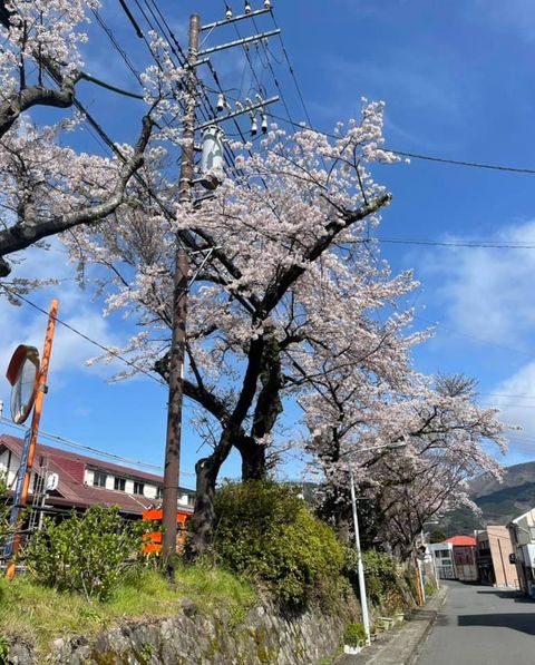 【桜満開　～露天風呂付客室の宿　円かの杜～】