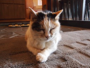 三毛猫 みーちゃん 2016 箱根強羅温泉の宿泊なら強羅花扇 公式サイト