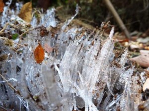 1月29日霜柱